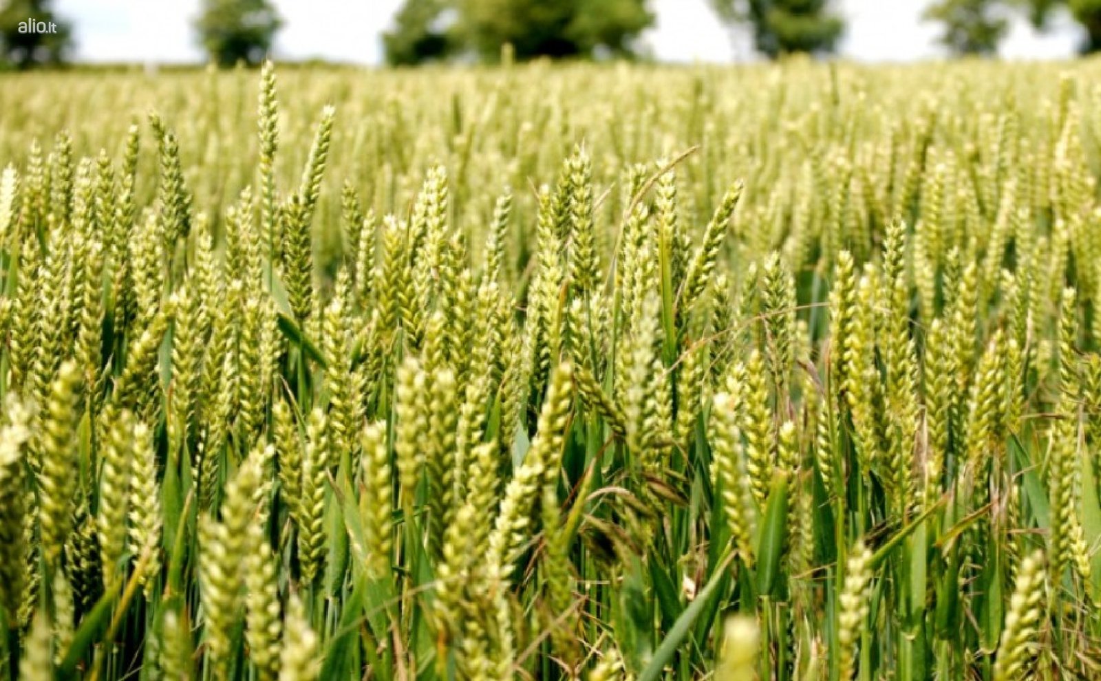 Sklypas-kedainiu-r-mantingailiai-6