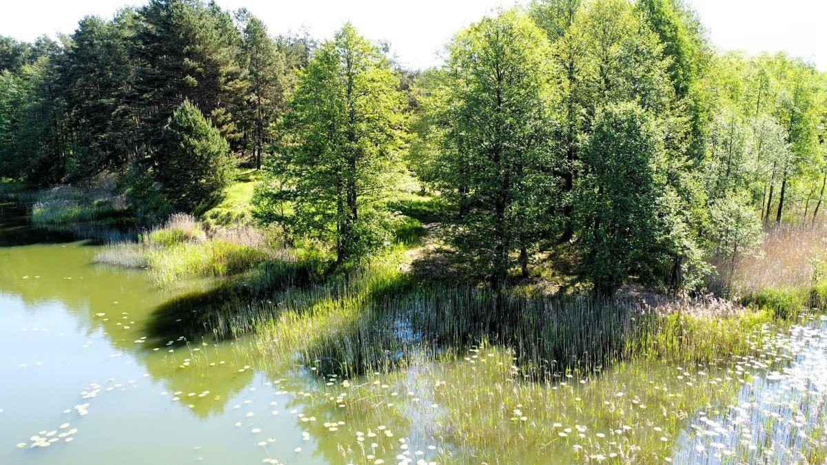 lazdiju-r-sav-papalazdiju-ii-k (5)