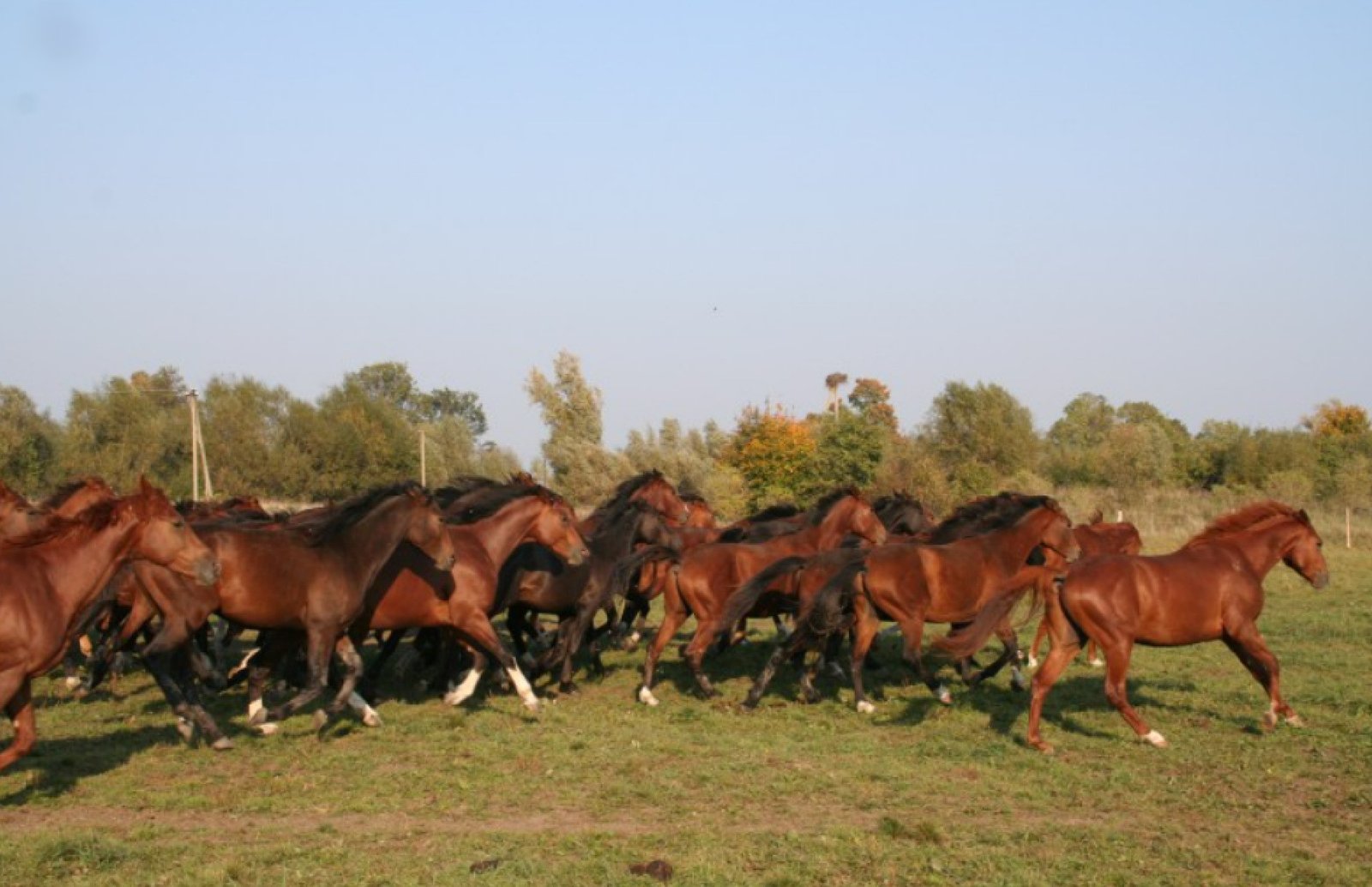 sklypas-zemes-ukio-bivuliai-40ha1