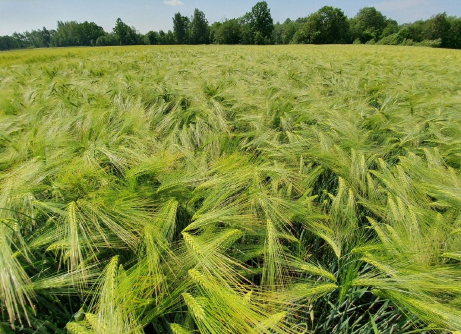 zemes-ukio-sklypas-pakalniskes1