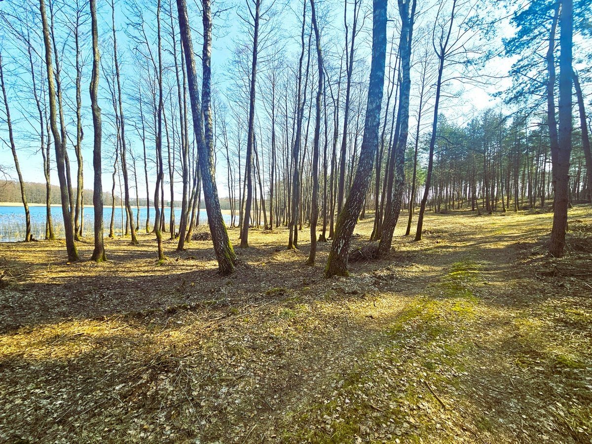 lazdiju-r-sav-radviloniu-k-radviloniu-g (4)